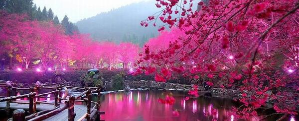 عکس از شکوفه های زیبای بهاری