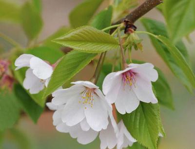 عکس از شکوفه های زیبای بهاری