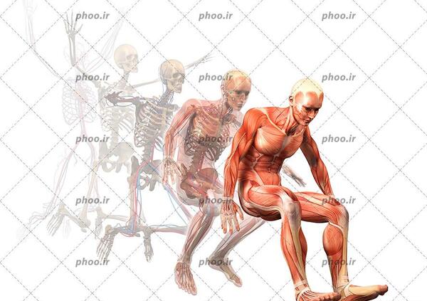 آناتومی عکس اسکلت بدن انسان با کیفیت