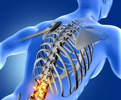 آناتومی عکس اسکلت بدن انسان با کیفیت