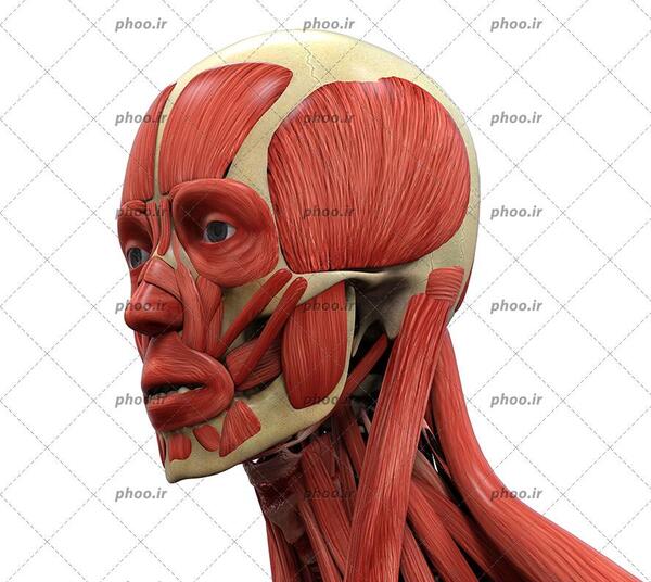 آناتومی عکس اسکلت بدن انسان با کیفیت