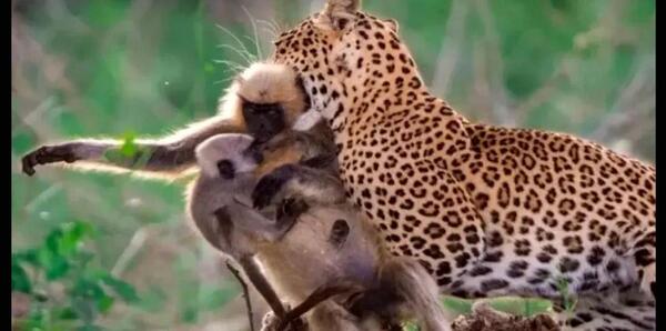 عکس بچه پلنگ و مادرش