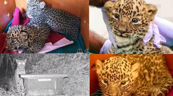 عکس بچه پلنگ و مادرش