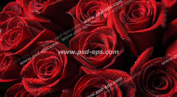 عکس گل قرمز زیبا