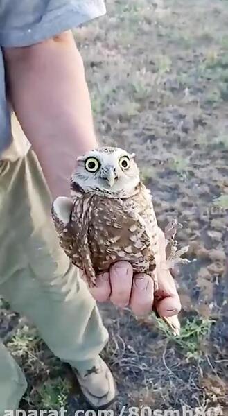 عکس بچه جغد ناز