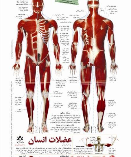 عکس آناتومی بدن انسان با اسم