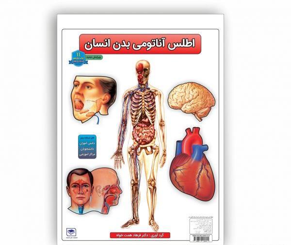 عکس آناتومی بدن انسان با اسم