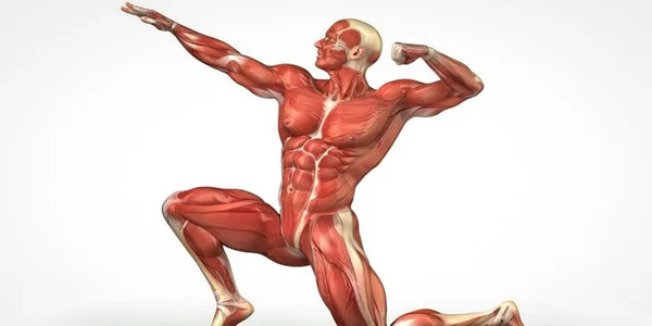 عکس آناتومی بدن انسان با اسم