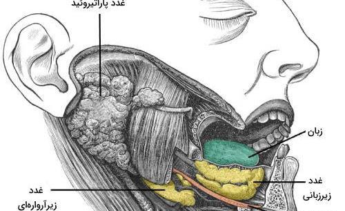 عکس آناتومی بدن انسان با اسم