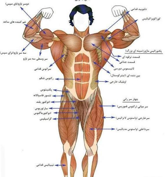 عکس آناتومی بدن انسان با اسم