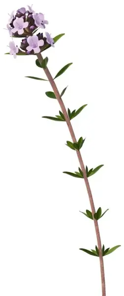 عکس بوته آویشن کوهی