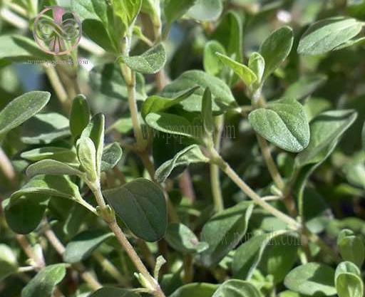عکس بوته آویشن کوهی