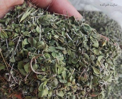 عکس بوته آویشن کوهی