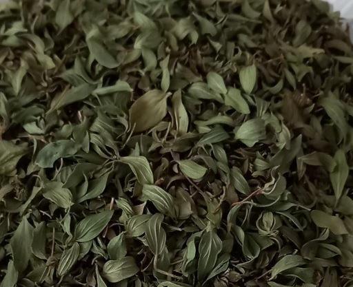عکس بوته آویشن کوهی