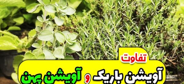 عکس بوته آویشن کوهی