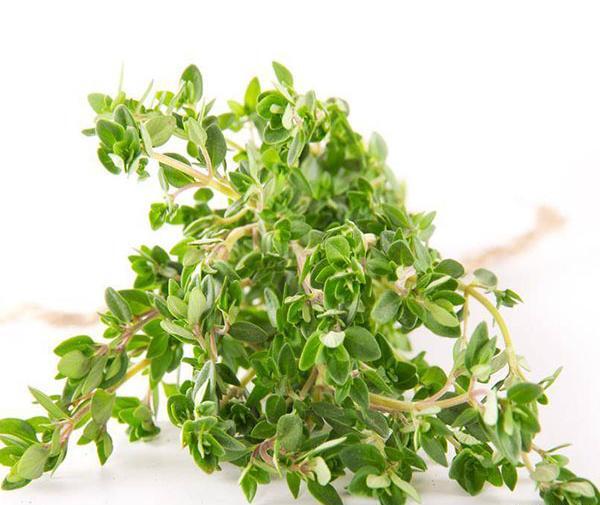 عکس بوته آویشن کوهی