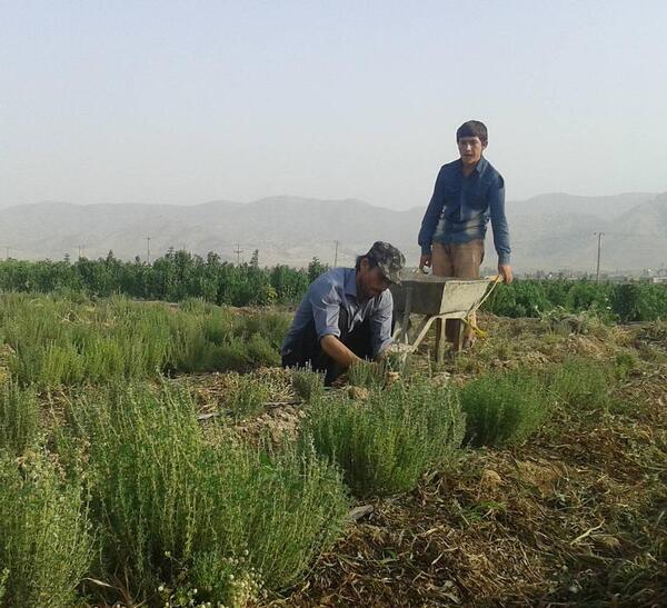 عکس بوته آویشن کوهی