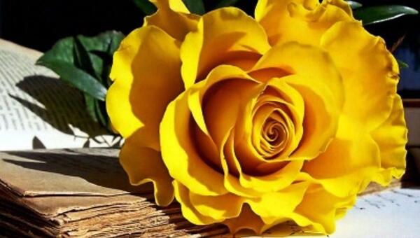 عکس طبیعت و گلهای زیبا