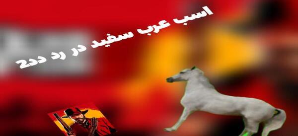 دانلود عکس اسب عرب سفید