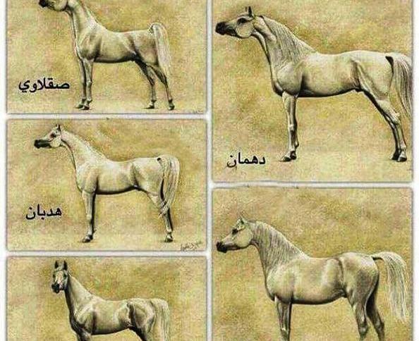 دانلود عکس اسب عرب سفید
