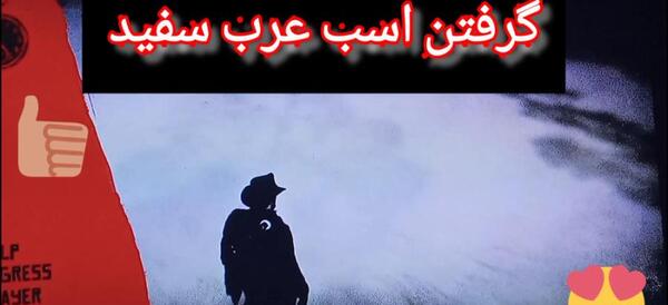 دانلود عکس اسب عرب سفید