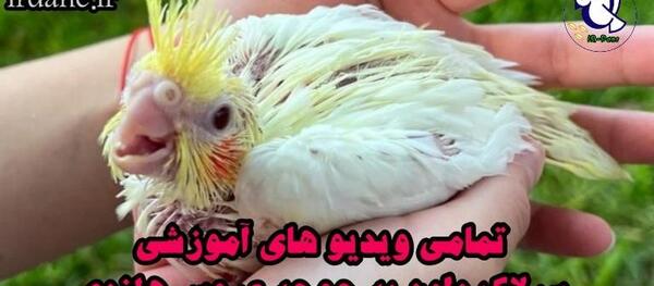 عکس بچه عروس هلند