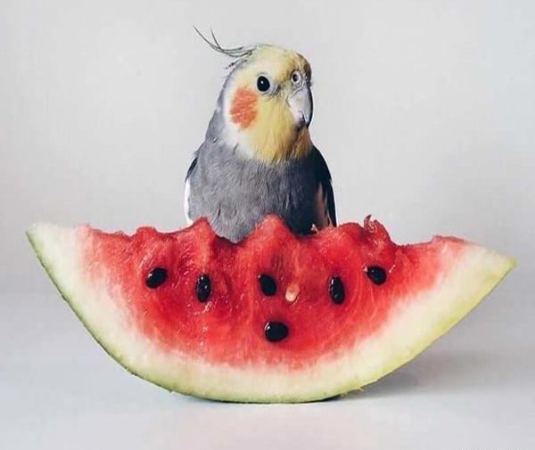 عکس بچه عروس هلند
