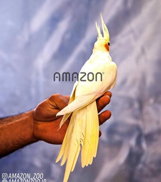 عکس بچه عروس هلند