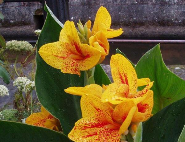 عکس شاخه گل شکسته