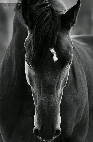 عکس اسب بزرگ سیاه