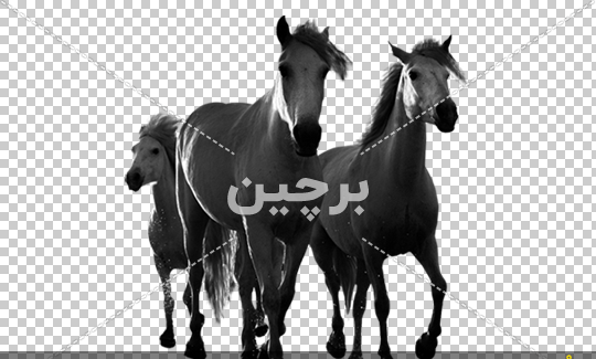 عکس اسب بزرگ سیاه
