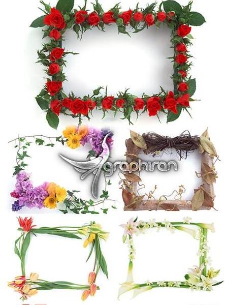 عکس گل حاشیه زیبا