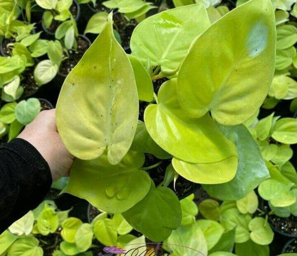 عکس گل پتوس نئون