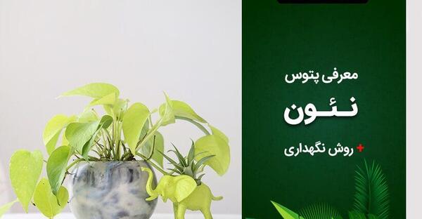 عکس گل پتوس نئون