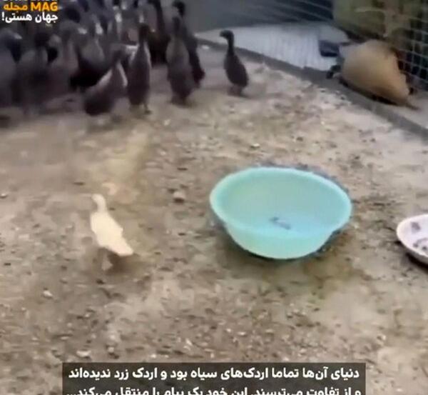عکس بچه اردک سیاه