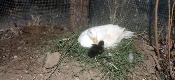 عکس بچه اردک سیاه