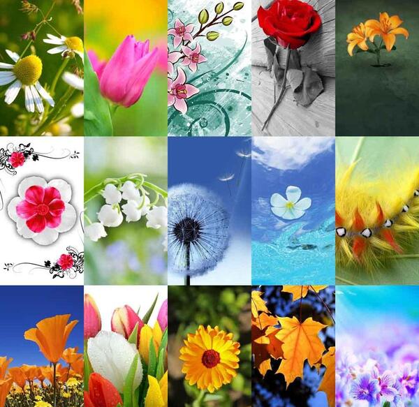 عکس گل پس زمینه ایفون