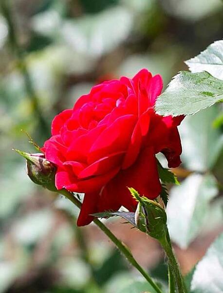 عکس گل پس زمینه ایفون