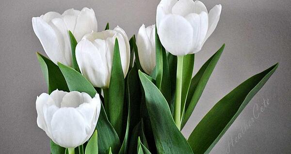 عکس های بهاری سفید