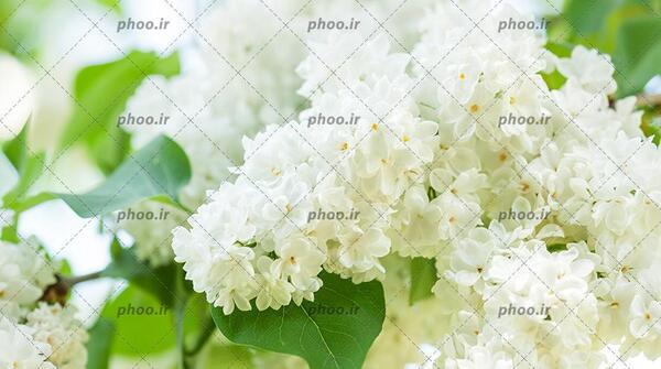 عکس های بهاری سفید