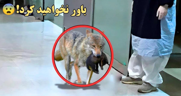 عکس بچه گرگ خانگی