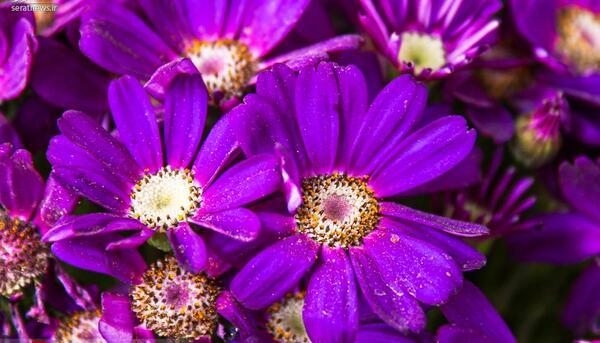 عکس گل های بهار