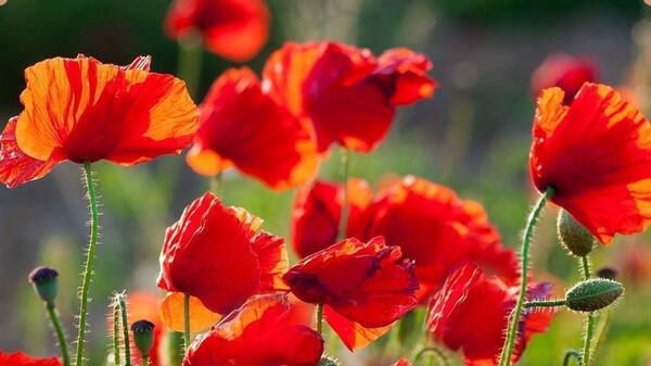 عکس گل های بهار