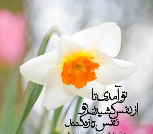 عکس پروفایل برای ولادت امام زمان