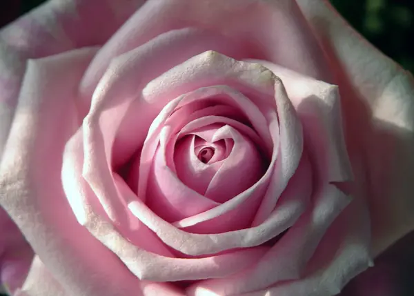 عکس برای پروفایل گل باشه