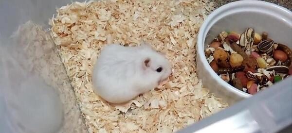 عکس بچه همستر تازه متولد شده