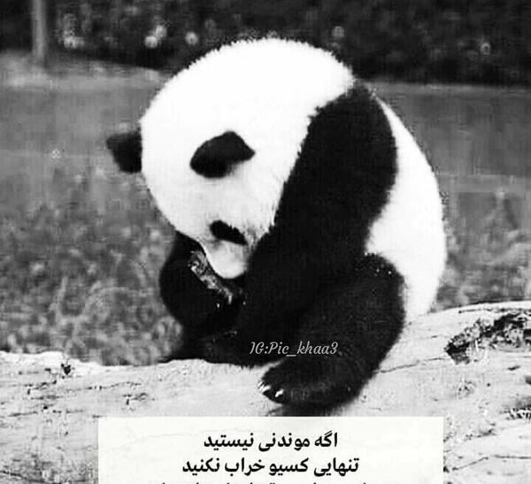 عکس پاندا برای پروفایل سیاه و سفید