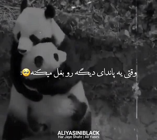 عکس پاندا برای پروفایل سیاه و سفید