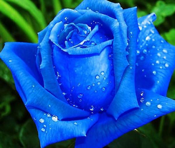 عکس برای پروفایل گل رز