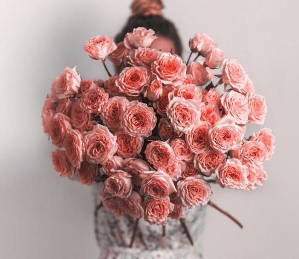 عکس برای پروفایل گل رز